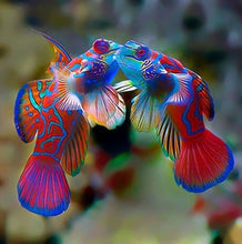 Load image into Gallery viewer, Fish Kisses